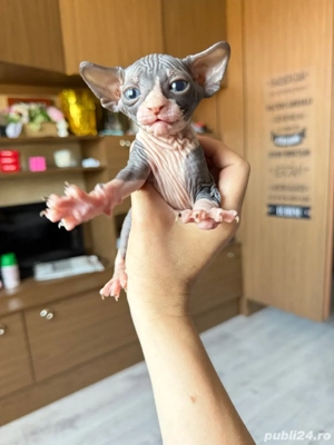 Puiuti Sphynx (3 baieti 1 fetita) - imagine 4