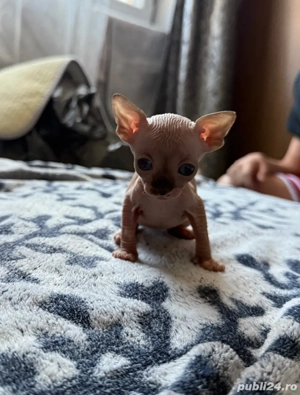 Puiuti Sphynx (3 baieti 1 fetita) - imagine 5