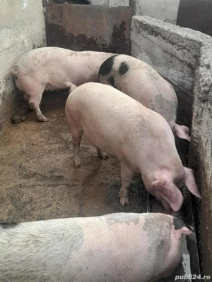 Vand porci de carne - imagine 2