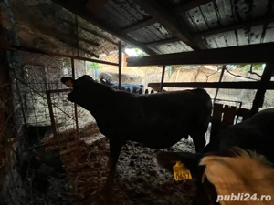 Vitei de vânzare   crescuți natural în gospodărie 