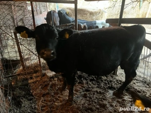 Vitei de vânzare   crescuți natural în gospodărie  - imagine 4