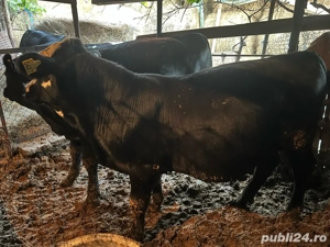 Vitei de vânzare   crescuți natural în gospodărie  - imagine 3