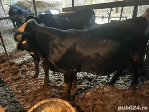 Vitei de vânzare   crescuți natural în gospodărie  - imagine 2