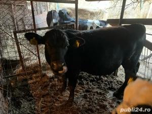 Vitei de vânzare   crescuți natural în gospodărie  - imagine 5