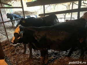 Vand vitei - imagine 3