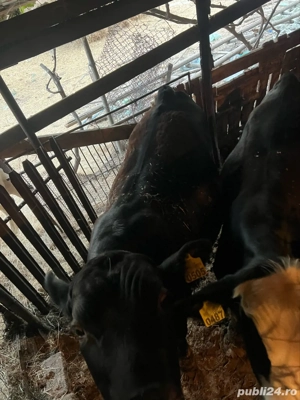 Vand vitei - imagine 4