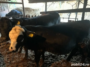 Vand vitei - imagine 2