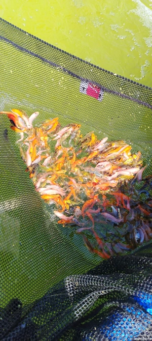 Crapi koi pesti acvarii-iazuri