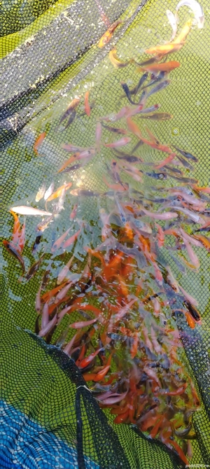 Crapi koi pesti acvarii-iazuri - imagine 2