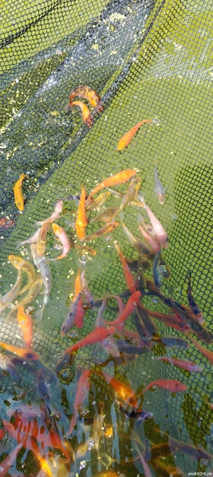 Crapi koi pesti acvarii-iazuri - imagine 5