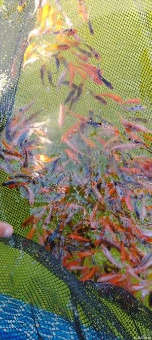 Crapi koi pesti acvarii-iazuri - imagine 4