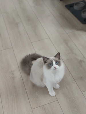 Pisicuța ragdoll - imagine 2