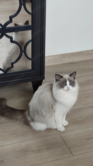 Pisicuța ragdoll - imagine 3