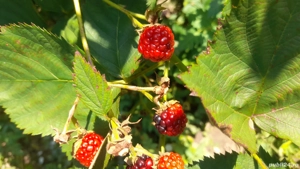 Rasad Mur Fruct mare - imagine 2