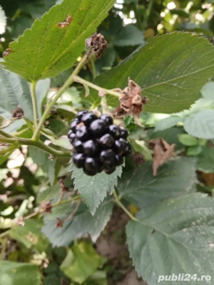 Rasad Mur Fruct mare - imagine 3