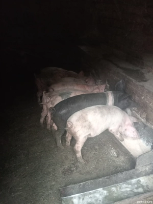 De vânzare purcei  - imagine 2