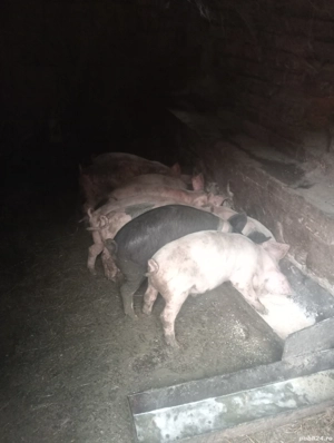 De vânzare purcei  - imagine 3