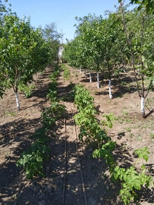 Vand Teren+Casa Batraneasca Olarii Vechi, Prahova - imagine 2