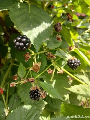 Rasad Mur Fruct mare - imagine 4