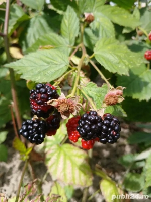 Rasad Mur Fruct mare - imagine 5