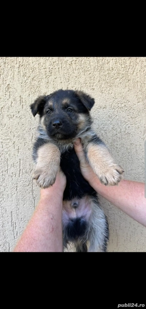 Pui ciobanesc german