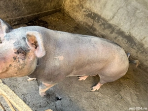 Vând porci!  - imagine 2