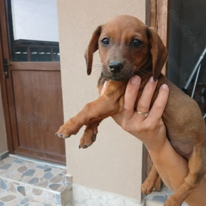 Catelus teckel - imagine 2