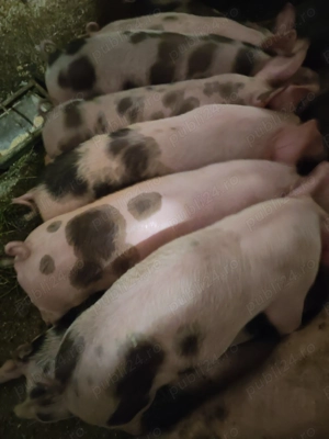 Purcei de vanzare  - imagine 2