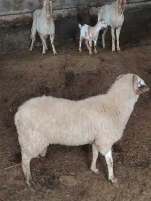 Berbec și țapi pt protap și sacrificat 