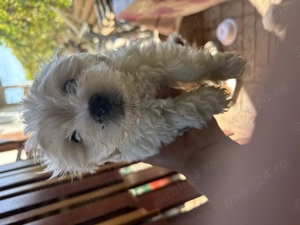 Vând Bichon Maltez talie mică
