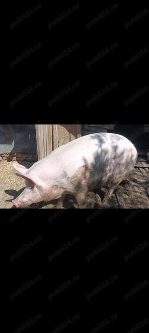 Vand 3 porci ,1 de 350 kg si 2 de 150!