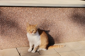 Donez pisică 1 an jumate  - imagine 2 Donez pisică 1 an jumate  - imagine 2