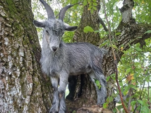 Vând iezi pentru sacrificat