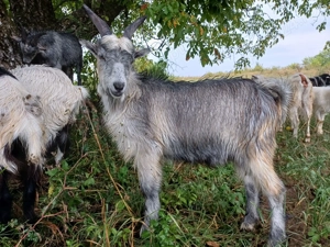 Vând iezi pentru sacrificat - imagine 2