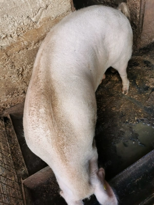 De vanzare purcea marele alb 