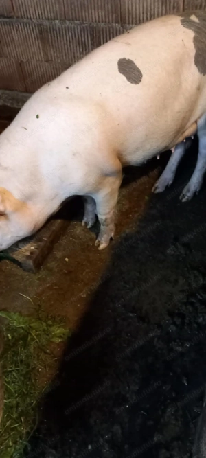 Vând purcei de carne  - imagine 5