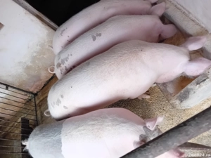 Vând porci 100 170 kg rasă carne și bazna . - imagine 2