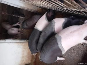 Vând porci 100 170 kg rasă carne și bazna .