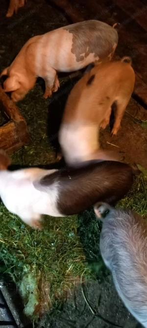 Vând purcei de carne  - imagine 4