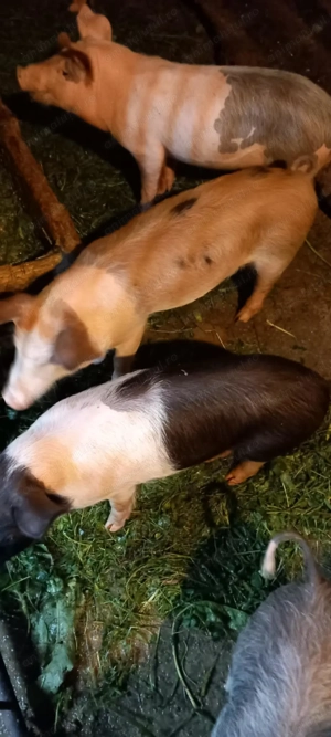 Vând purcei de carne  - imagine 2