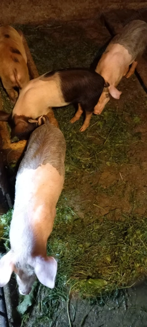 Vând purcei de carne