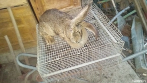 vănd iepuri de rasă de carne 