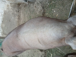 vand porc  - imagine 2 vand porc  - imagine 2