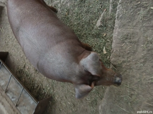 vand porc  - imagine 4 vand porc  - imagine 4