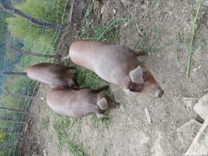 vand porc  - imagine 3 vand porc  - imagine 3