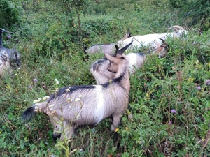 Vând iezi pentru sacrificat - imagine 4