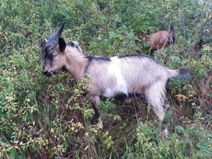 Vând iezi pentru sacrificat - imagine 3