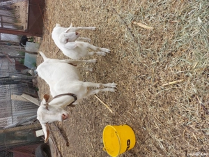 Capră .....  - imagine 3