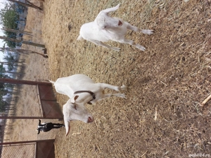 Capră .....  - imagine 4