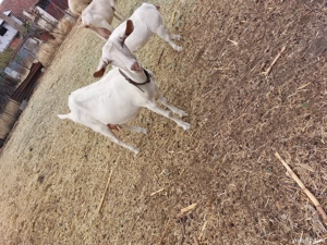 Capră .....  - imagine 5